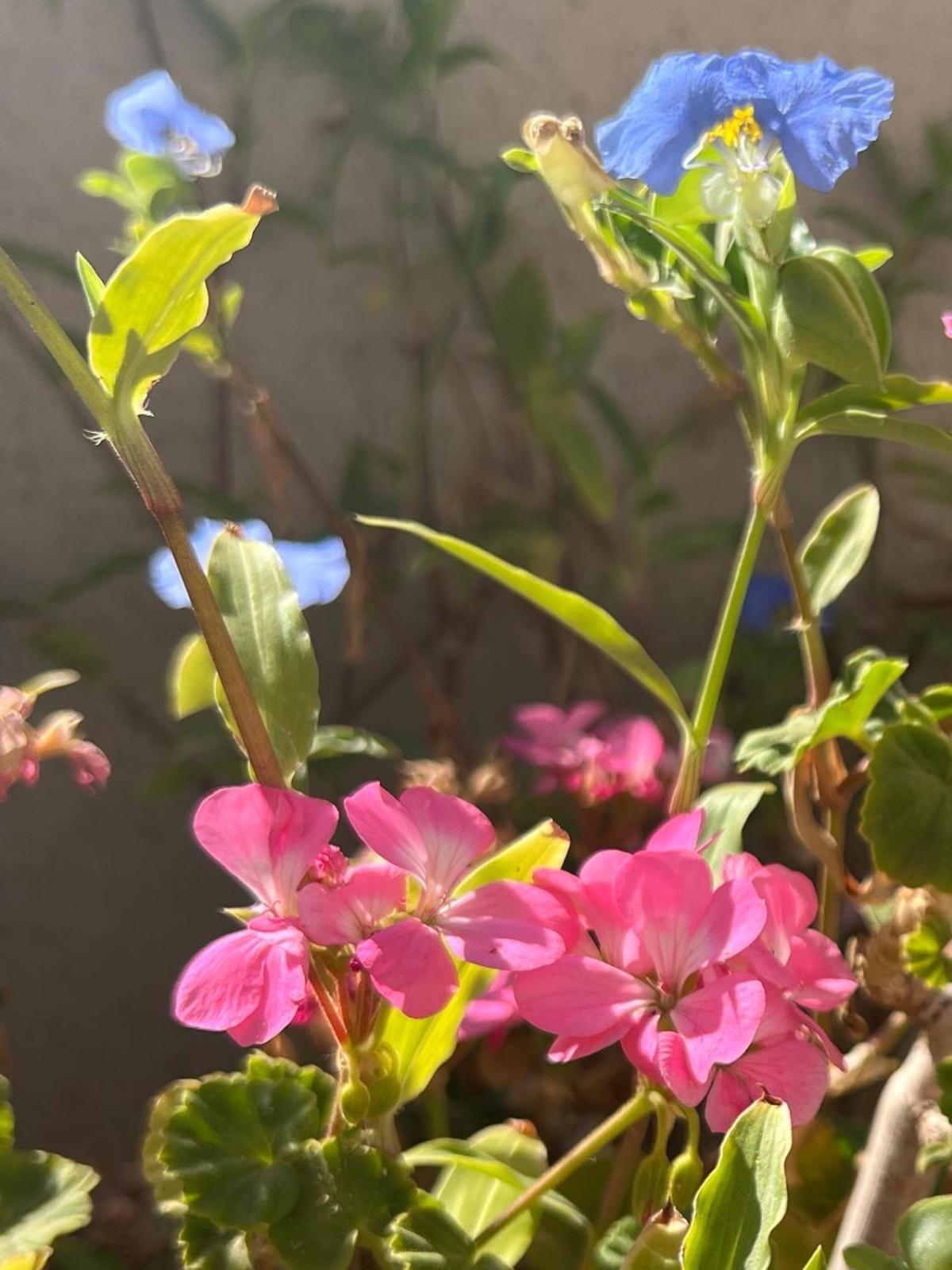 Villa Nof Beresheet Midreshet Ben Gurion Esterno foto
